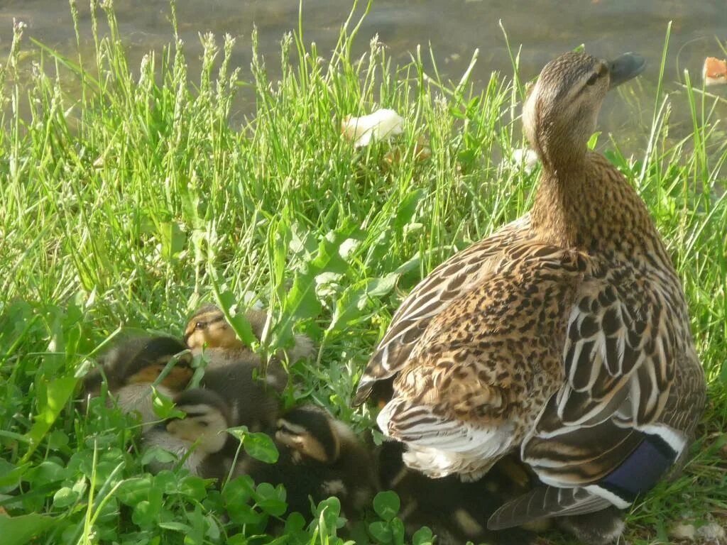 Утка краснодарская. Утка тарпан фото. Дикие утки краснодарского края. ). Утка краснодарская.