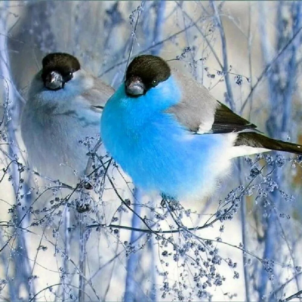 Малиновогрудая петроика самка. Птицы зимой. Птица с красной грудкой но не снегирь большая. Я синица и я не синяя мем. Малиновогрудая петроичка.