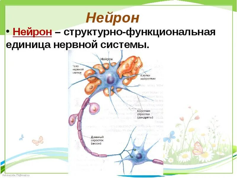 2 нейрон состоит из. Структурно-функциональная единица нейрона. структурно-функциональная единица нервной системы. нейрон является структурной единицей. функциональная организация нейрона.