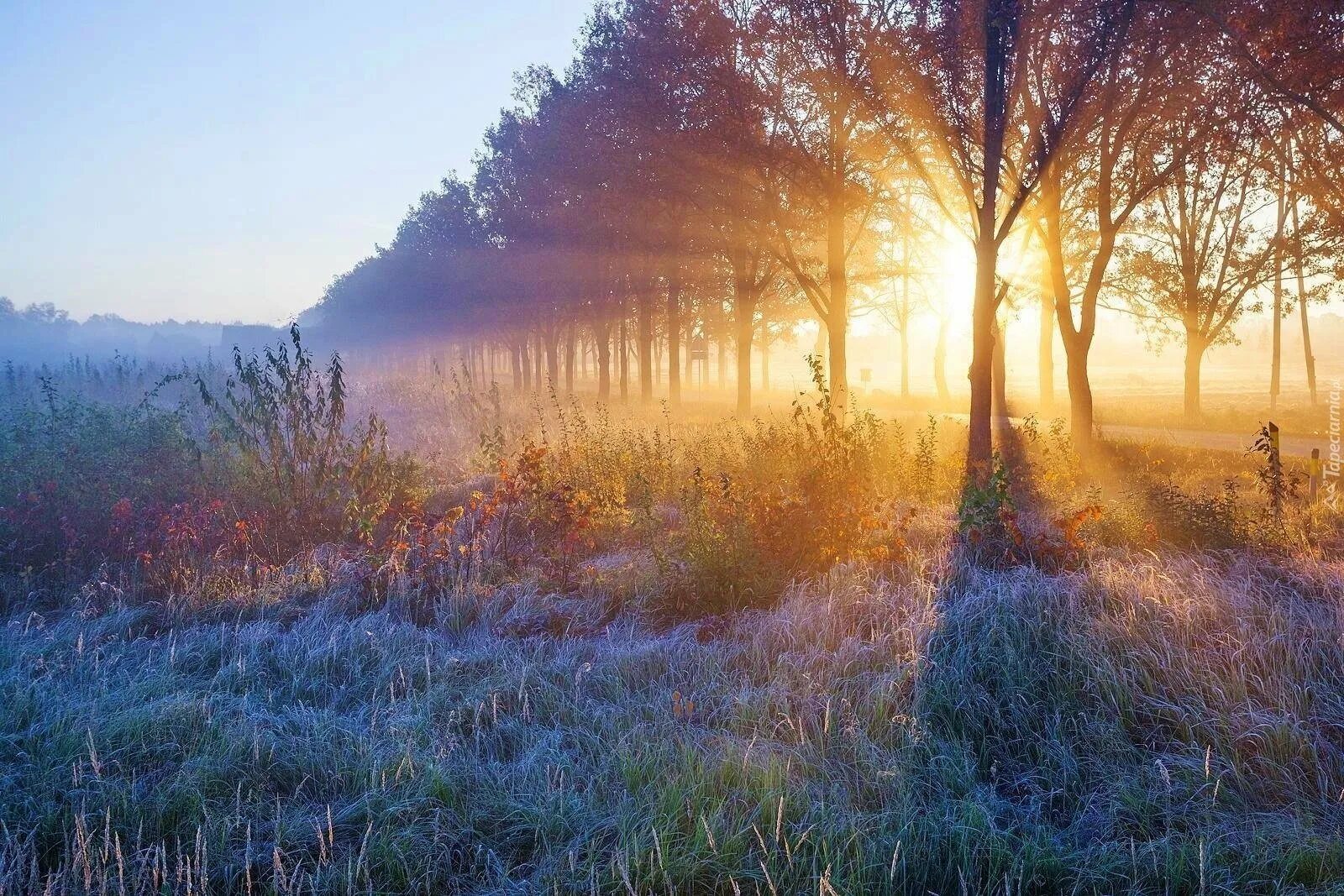 Утро ноября картинки красивые. Поздний рассвет. Поздняя осень солнце. Морозное осеннее утро. Солнечное морозное осеннее утро.