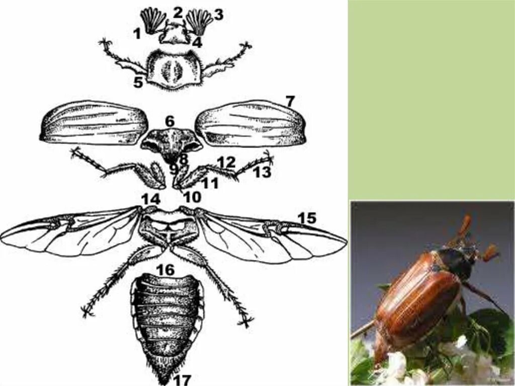Расчлененный Майский Жук строение. Жук хрущ строение. Майский Жук внешнее строение схема. Энтомология майского жука. Насекомое работающая на органы
