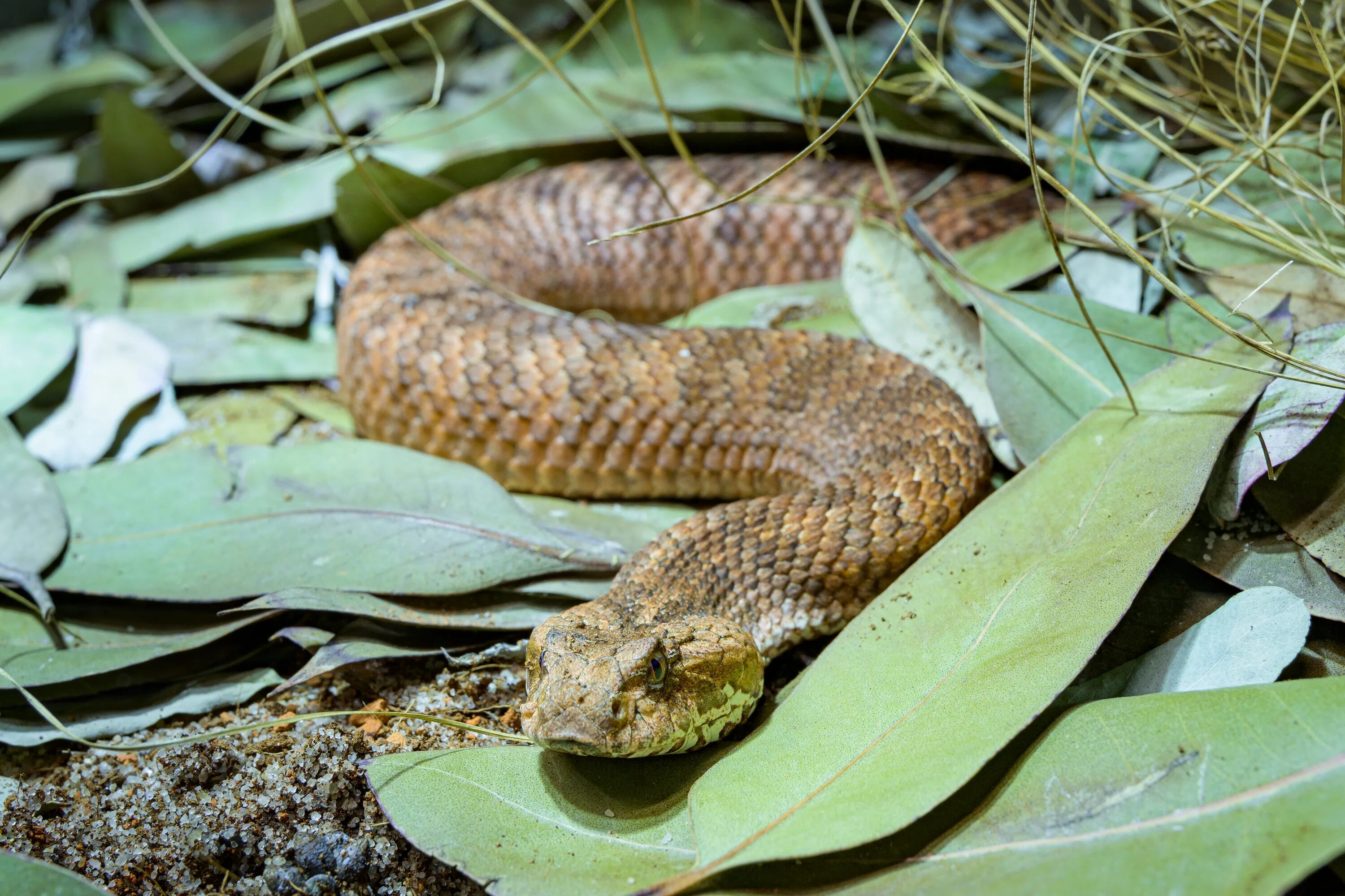 Шипохвост австралийский змея. Acanthophis antarcticus.