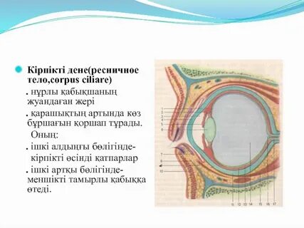 Пероводағы тәуелсіз жезөкшелер