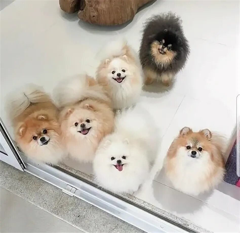 Шпиц прогулки