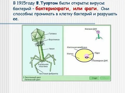 Белки бактериофага