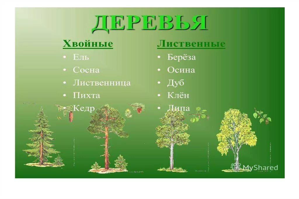 Липа хвойное. Кедр хвойное или лиственное дерево. Ель пихта сосна кедр лиственница. Осина хвойное или лиственное дерево. Дуб хвойное или лиственное дерево.