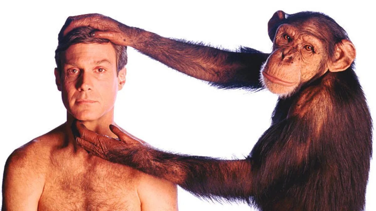 Браки мужчин обезьян. Шимпанзе и человек. Человек с обезьянкой. Человек мартышка.