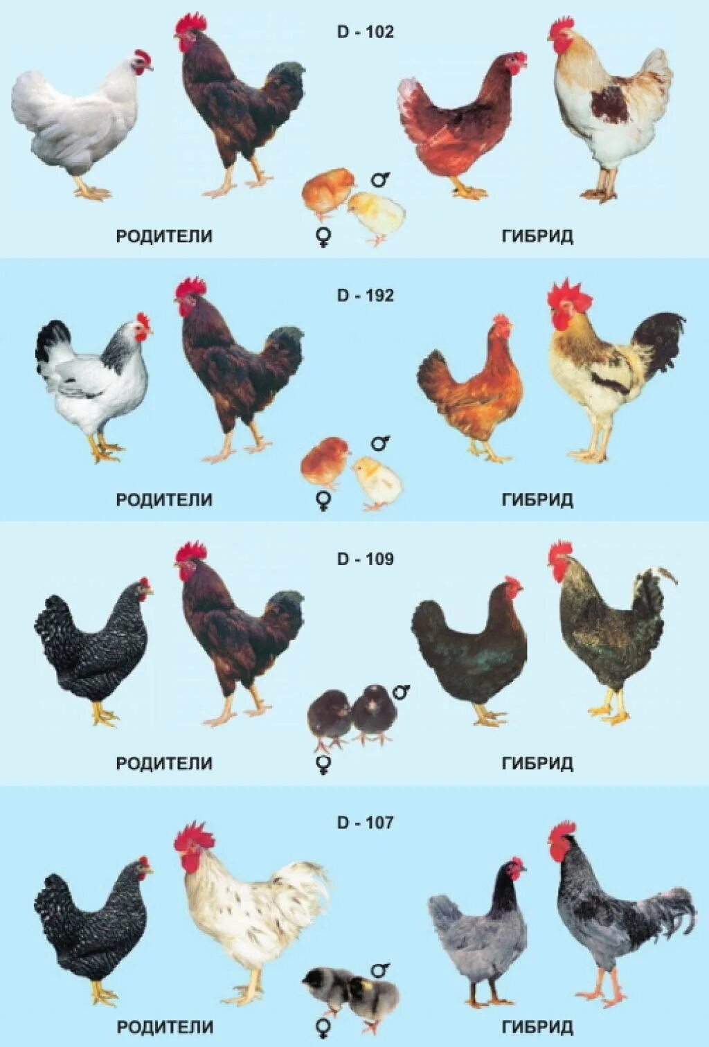 Цыплята доминант описание. Доминант плимутрок. Куры Доминант д 959. Чешский Доминант 104. Куры-несушки Доминант черный д109.