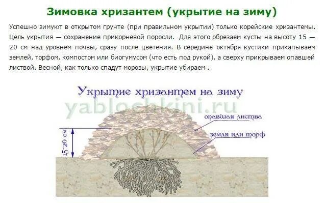 Как сохранить корейскую хризантему зимой