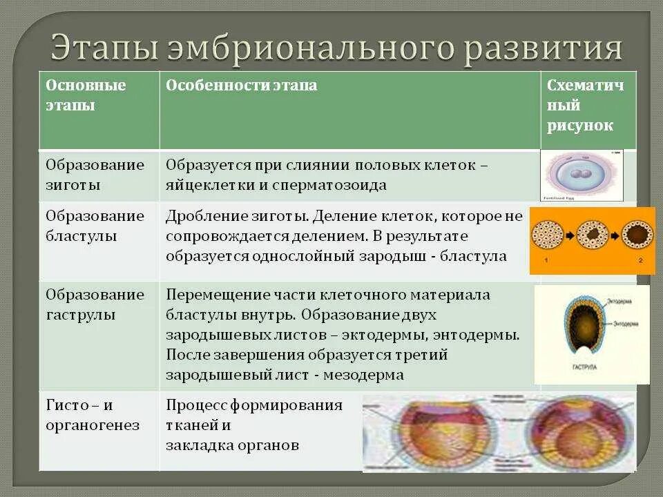 Представители каких классов позвоночных животных крупные яйцеклетки. Основные стадии и характеристика эмбриональное развитие. Третий период эмбрионального развития. Бластула характеристика стадии эмбрионального развития. Этапы стадия период эмбрионального.