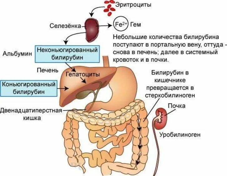 Секретирует вещество содержащее билирубин. Билирубин в печени. выведение билирубина из организма. билирубин и почки. повышенный билирубин.