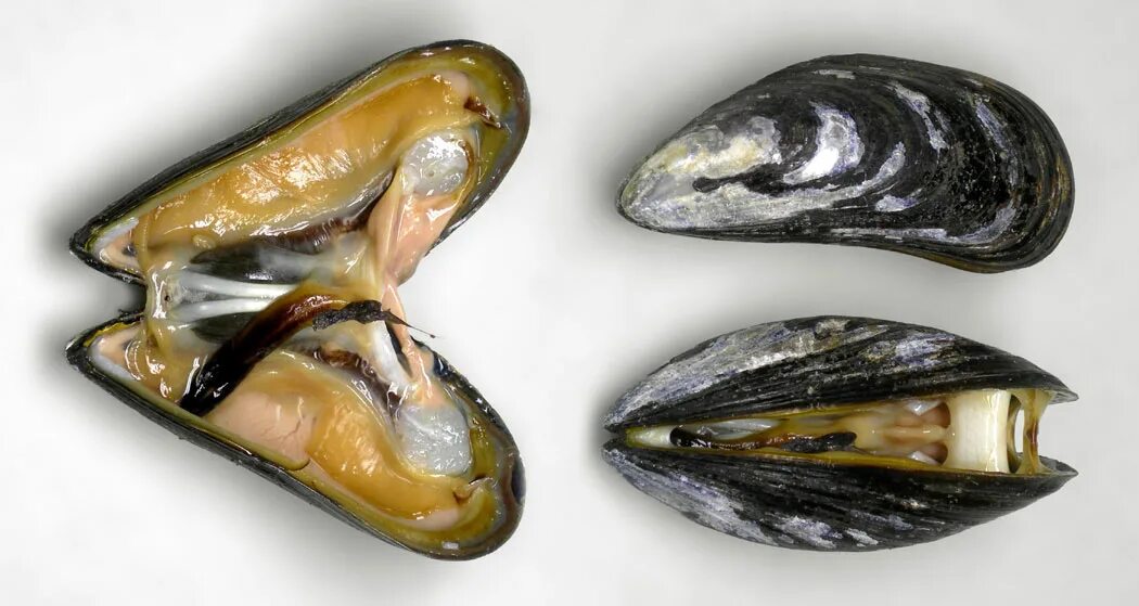 Малая мидия. Двустворчатые моллюски мидии. моллюск mytilus. мидия mytilus galloprovincialis lamarck. mussels[mussels]моллюски.