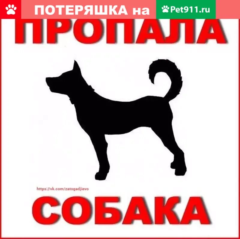 Потерялся кобель. Пропала собака. Помогите найти собаку. Приют 4 лапы северодвинск. Пропала собака.