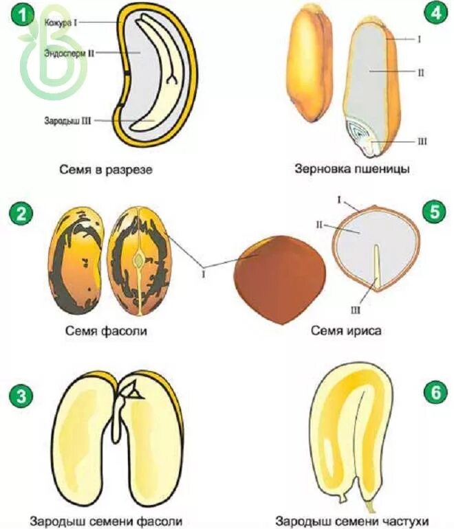 Часть кожуры семени. Строение семени растений семенная кожура. Строение зародыша семени растения. Строение семени однодольных и двудольных растений микропиле. Строение семени двудольных растений с эндоспермом.