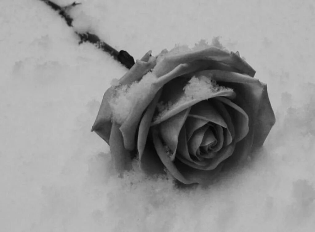 Черные розы на снегу песня. Красивый черный. Черные розы на снегу песня. Черные розы на снегу песня. Чёрные цветы на белом снегу.