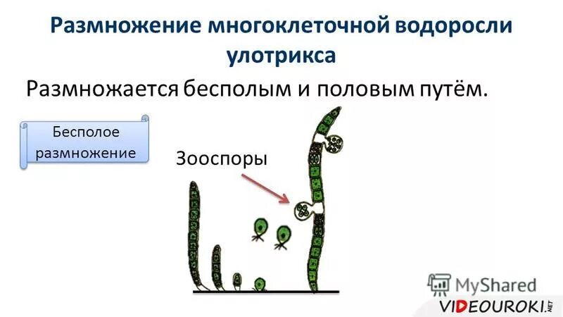 Из каких клеток образуются гаметы улотрикса