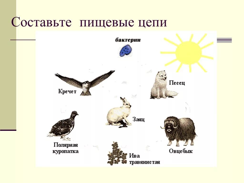 Составить пищевые цепи биология 5. Цепи питания. Пищевая цепочка. Пищевая цепочка питания. Пищевые Цепочки 5 класс.