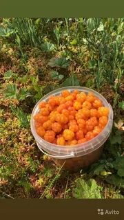 Семена морошки