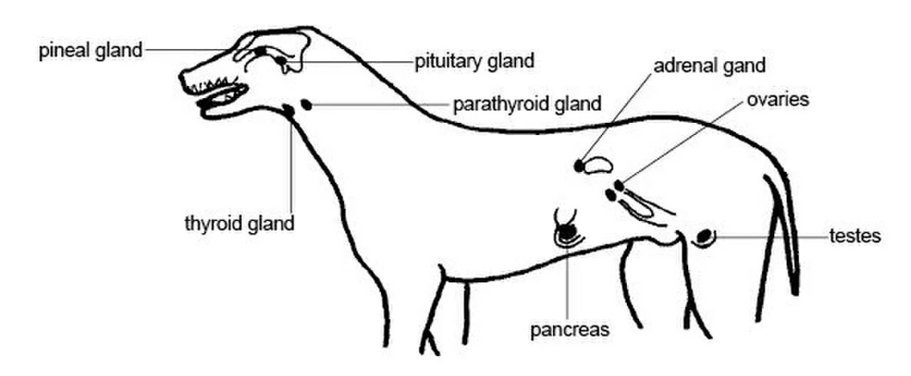 Где у собаки железы. Лимфатическая система собаки. Железы внутренней секреции собаки. Лимфатическая система собаки схема. Эндокринные железы собаки.
