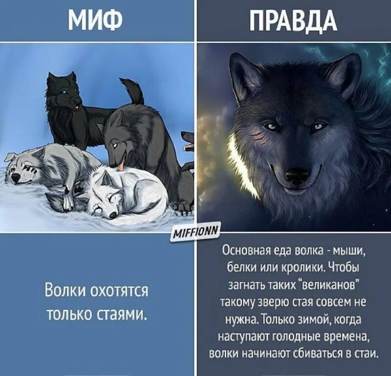 животные похожие на волка. доместикация волк. вол продолжительность жизни. продолжительность волка. продолжительность жизни волка.