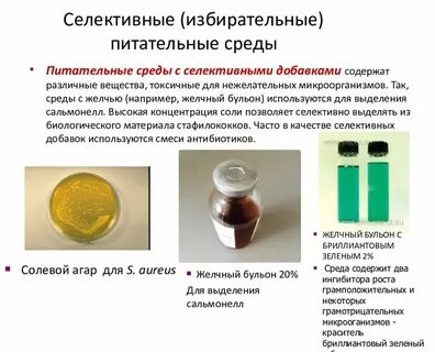 Питательная среда для бактерий