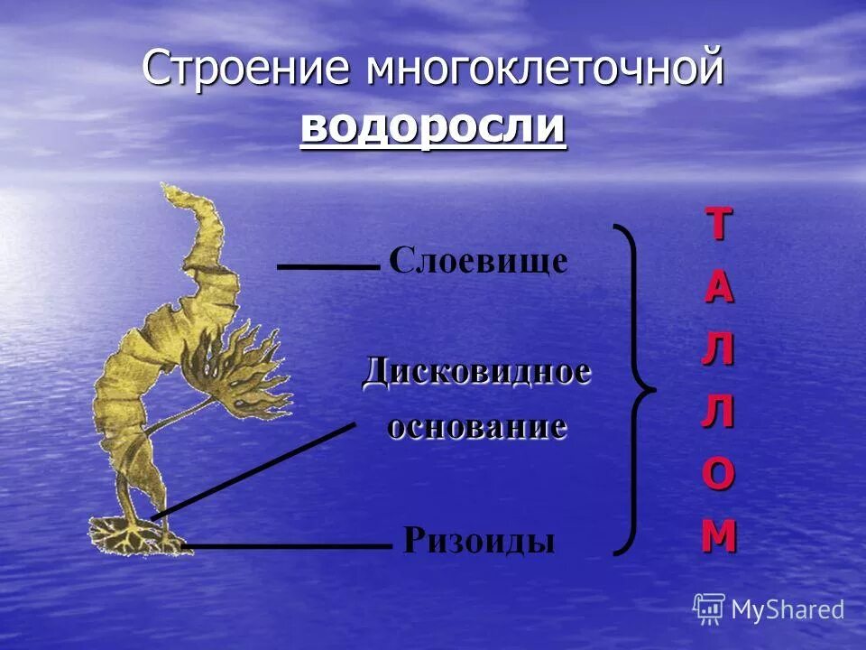 Строение водорослей 5. Строение водорослей. Строение многоклеточных. Внешнее строение водорослей. Многоклеточные водоросли.