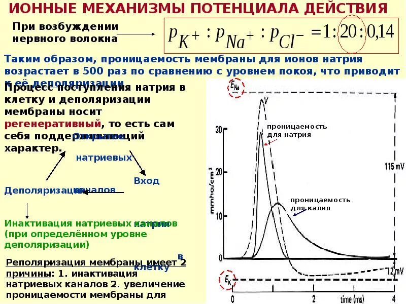 Принцип действия прибора конденсатор. Потенциал уменьшается. Амплитуда потенциала действия формула. Мембранный потенциал покоя схема. Потенциал уменьшается.