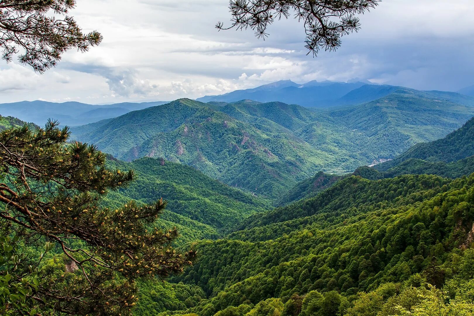 Плато Лаго-Наки Горная Адыгея. Лес в горах Адыгеи. Парк Лагонаки Адыгея. Адыгея Майкоп природа.