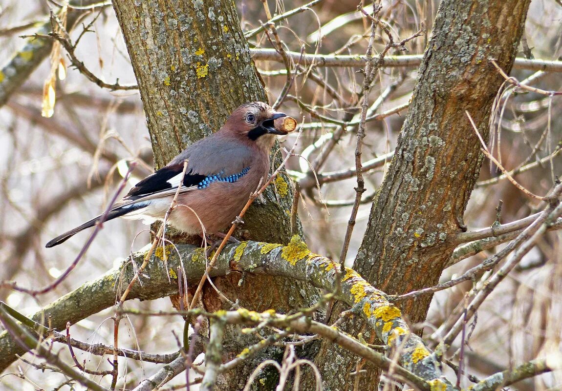 Как поет сойка слушать. Рыжеголовая сойка. Кареза птица. Как поет сойка слушать. Сойка нахохлилась.