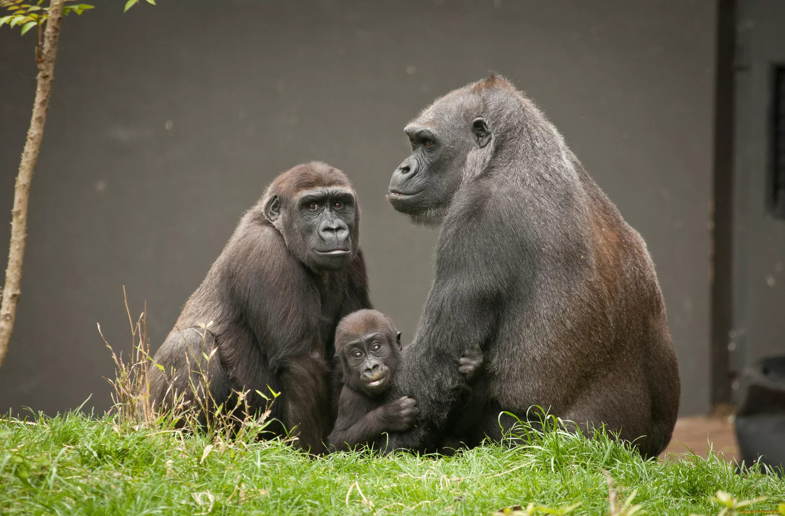 Monkey gorilla
