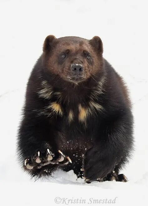 The 25 Toughest Animals in America Wolverine animal, Savage animals, Animal plan