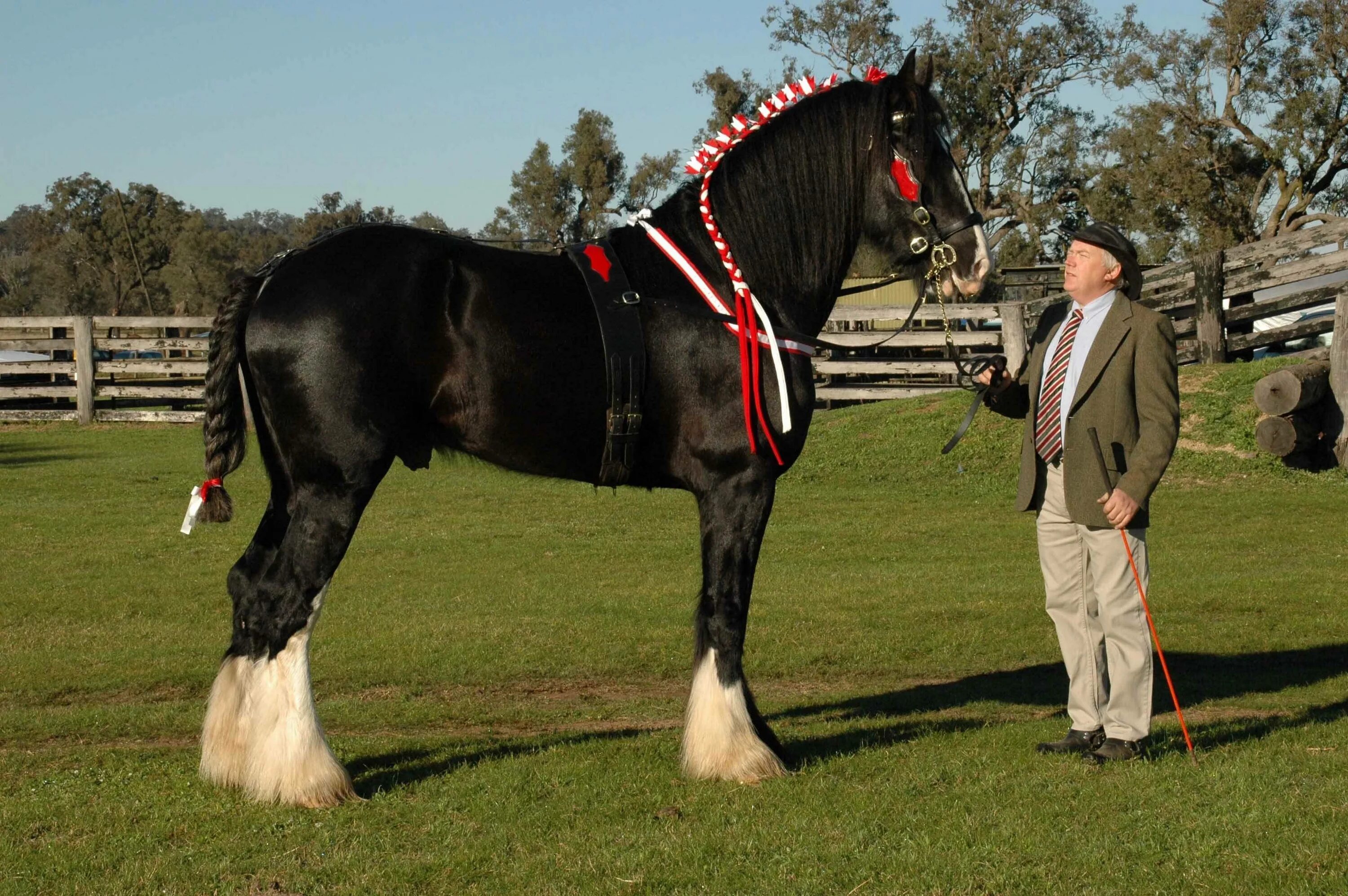 Большой лошади фото. Тяжеловоз шайр жеребенок. Шайр лошадь. Гигантские лошади. Большой лошади фото.