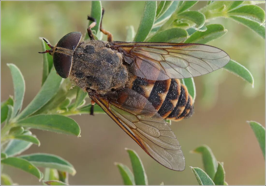 Овод Шершень слепень. Слепень Tabanus chrysurus. Королевский Овод. Паут и Овод.