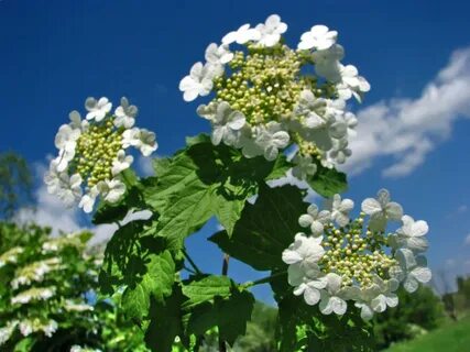 Песни цвет калины