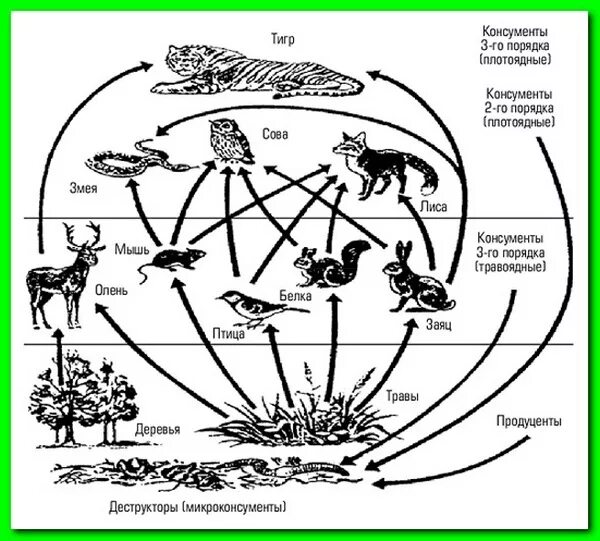 Схема пищевой цепи тайги. Пищевая цепочка в природе круговорот. Круговорот веществ в природе 4 класс окружающий мир пищевые цепи. Экосистема тайги пищевая цепь.