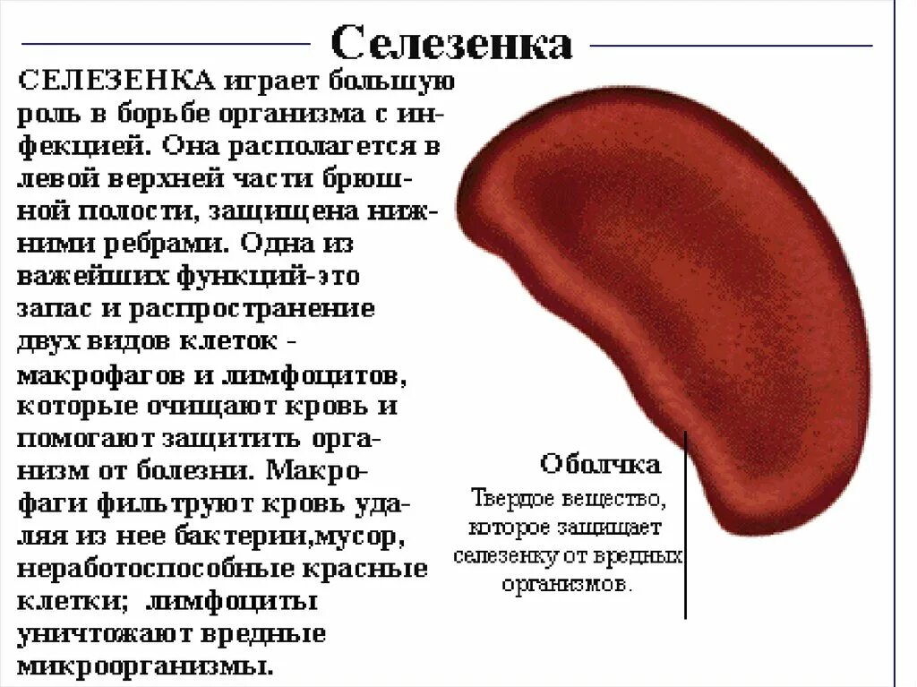 Какую функцию выполняет селезенка в организме. Селезенка функции в организме. селезенка за что отвечает. за что отвечает селезенка у человека. за что отвечает селезёнка в организме.