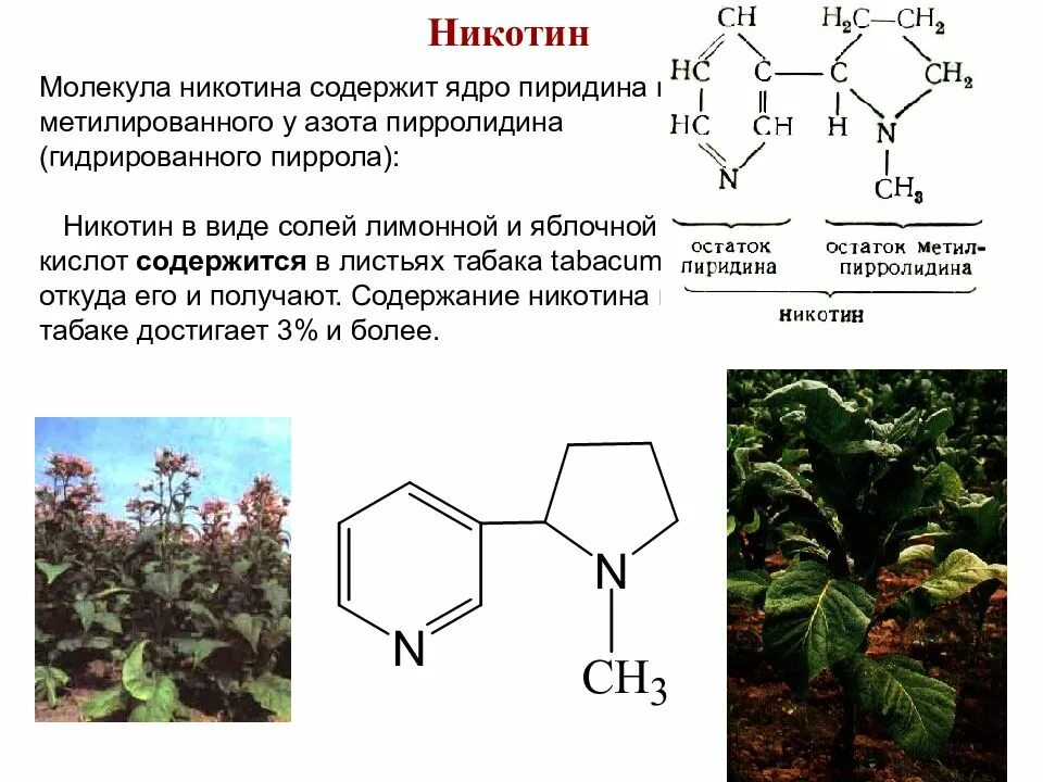 Составляющие сигареты. Строение никотина. Типы никотина. Типы никотина. Курение и его влияние на здоровье человека обж.