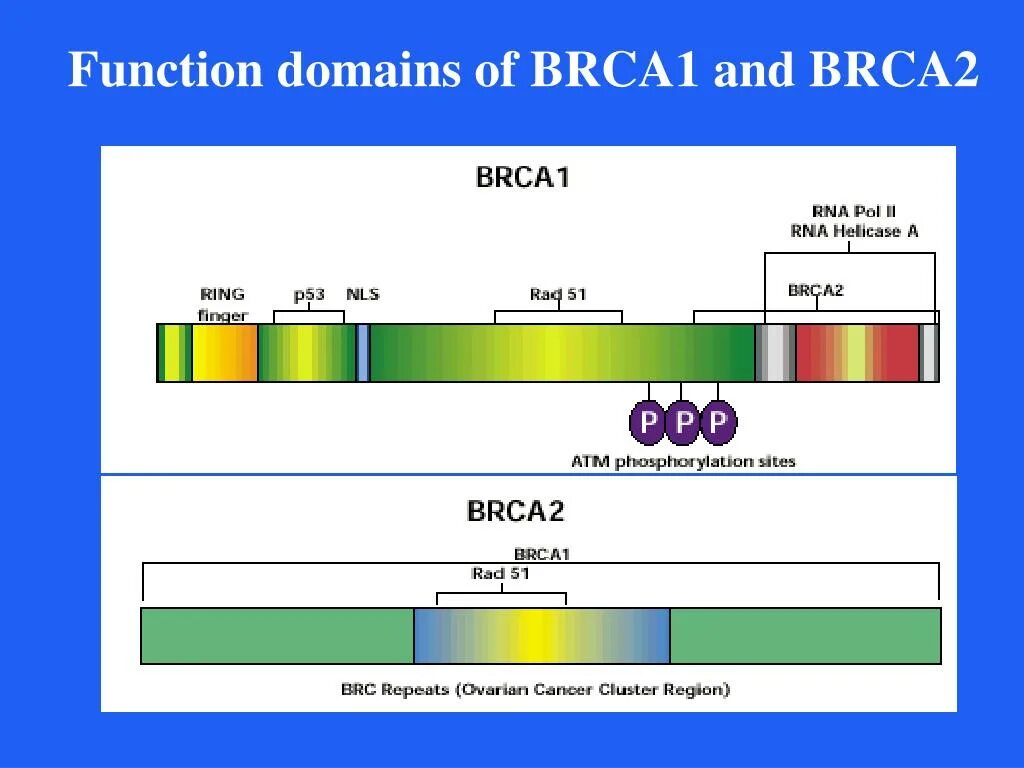 Анализ второго тома. Мутации brca1 и brca2. Расшифровка анализа brca1 и brca2. Мутация в гене brca1. Анализ BRCA 1 И 2.