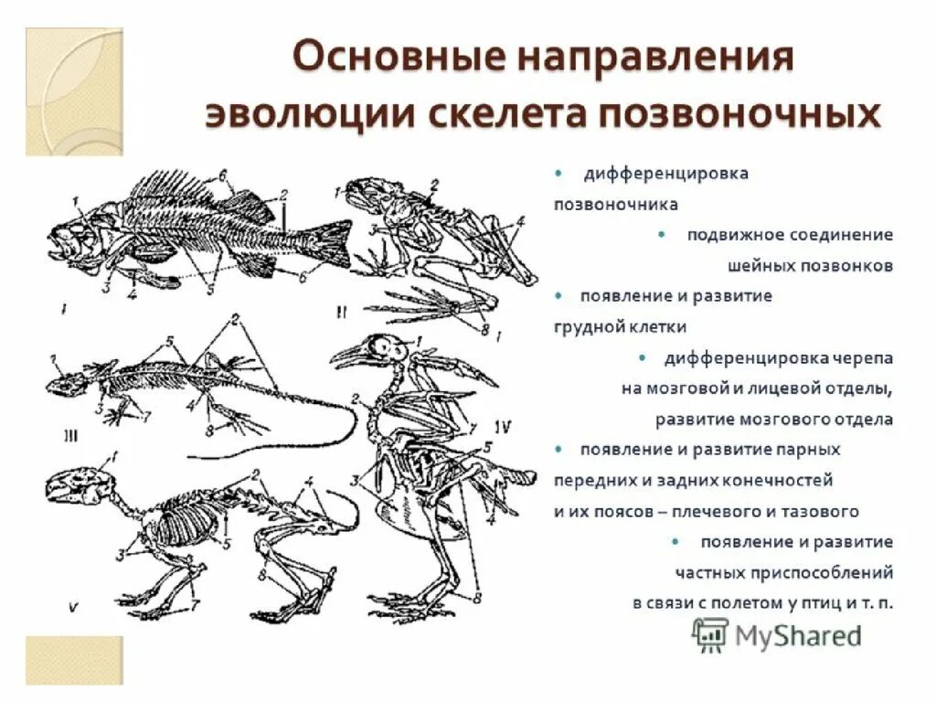 Опорно двигательная система класса млекопитающие. Эволюция опорно-двигательной системы позвоночных животных. Опорно двигательная система позвоночных система эволюции. Опорно двигательная система Эволюция 7 класс биология. Опорно-двигательная система хордовых животных.