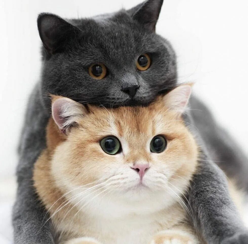 Котики любовь. Котики обнимаются. Милые котики обнимаются. Два кота. Обожаю с двумя