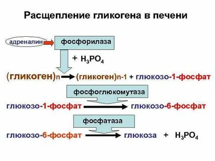 Расщепление гликогена в печени