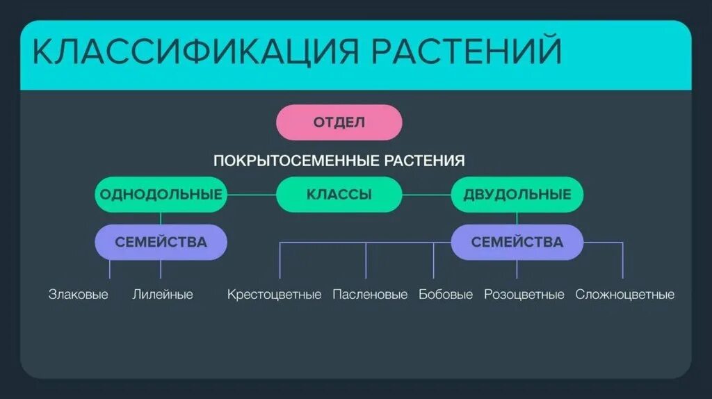 Привести пример классификация растения. Классификация растений. систематика растений. классификация растений схема. ботаника классификация.
