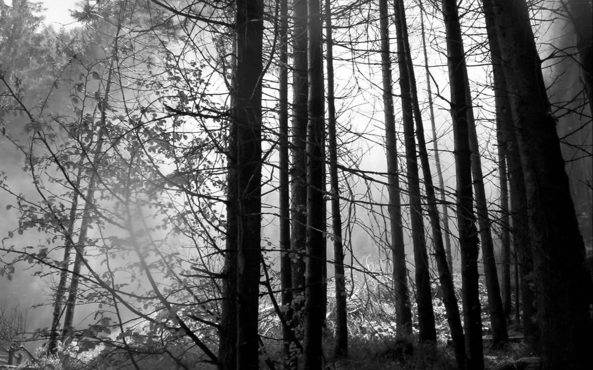 Обои серый лес. Страшный лес. Обои серый лес. Обои серый лес. Серый лес.