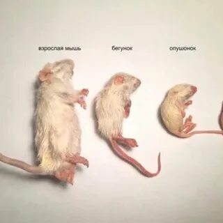 Возраст мышей