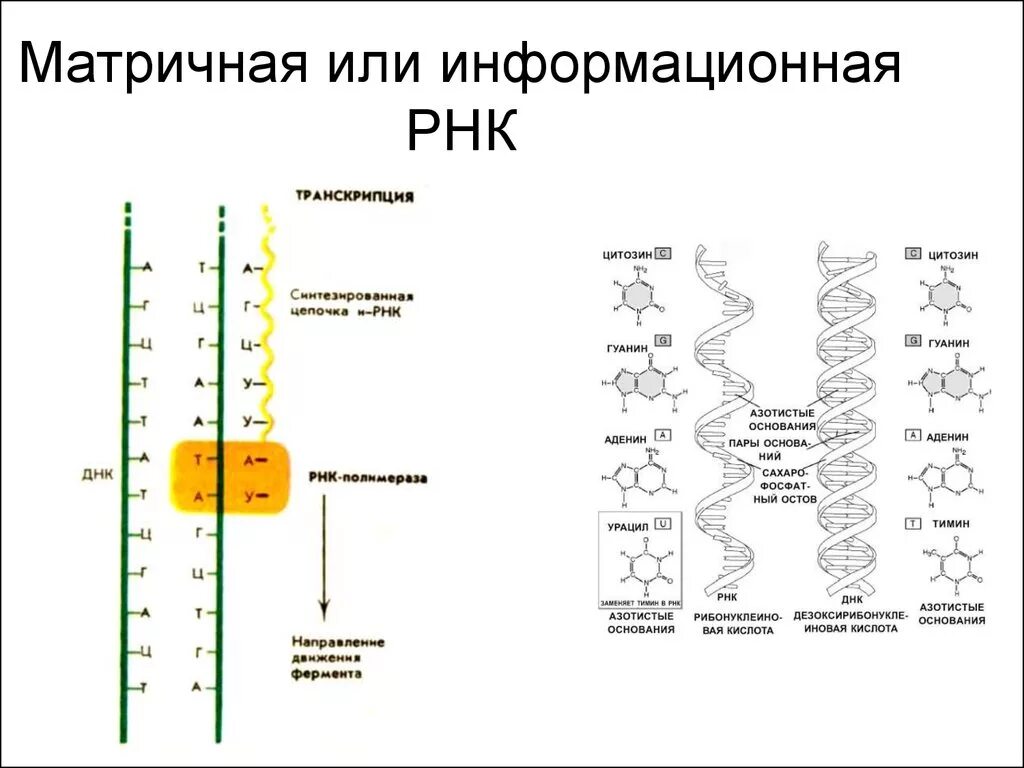 Матричная днк начинается. Матричная РНК строение и функции. Информационная РНК строение. Структура матричной РНК. Схема строения информационной РНК.