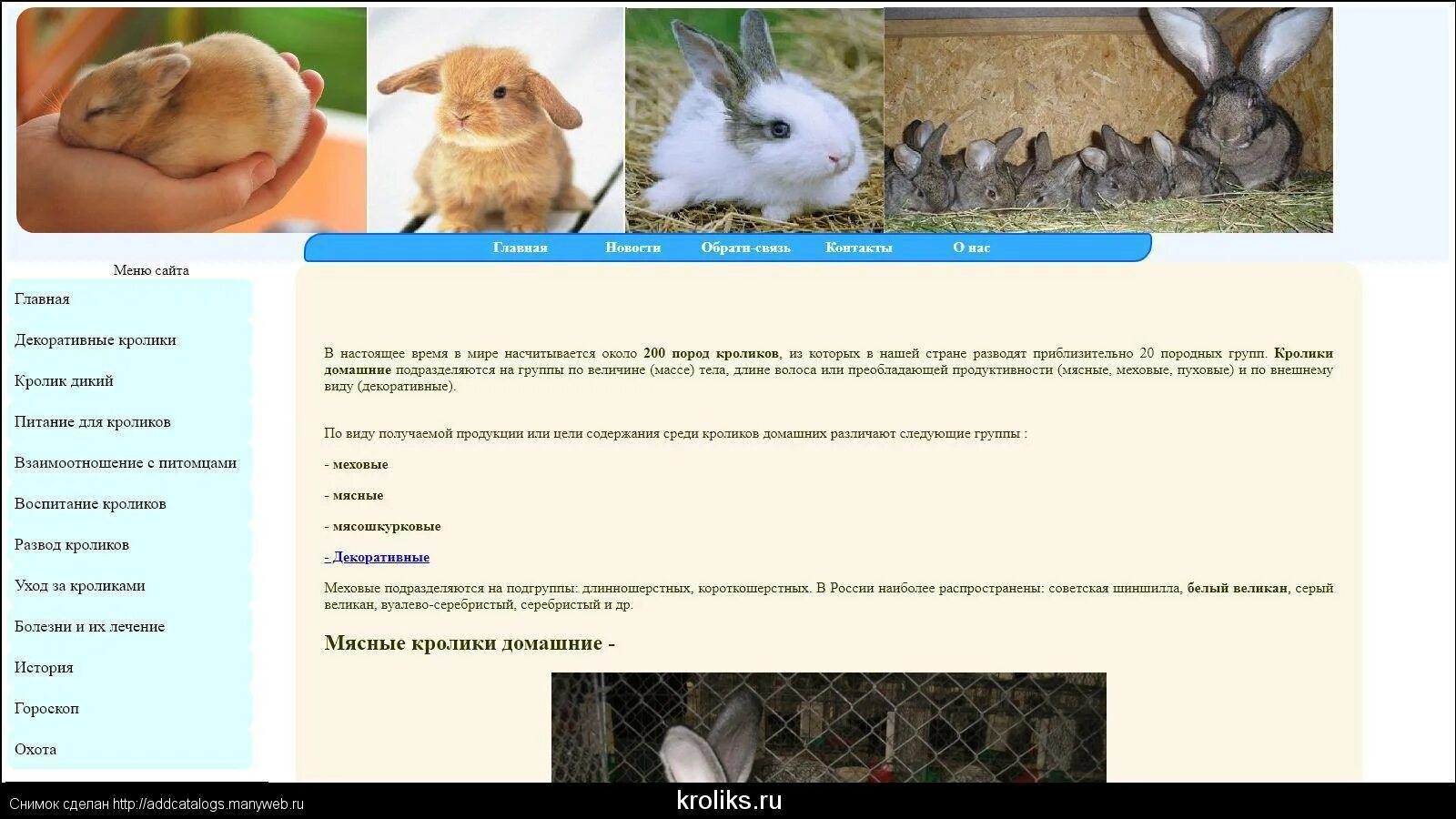 Плюсы и минусы домашнего кролика. Плюсы и минусы домашнего кролика. Минусы декоративного кролика в квартире. Bunny burrow. Плюсы и минусы домашнего кролика.