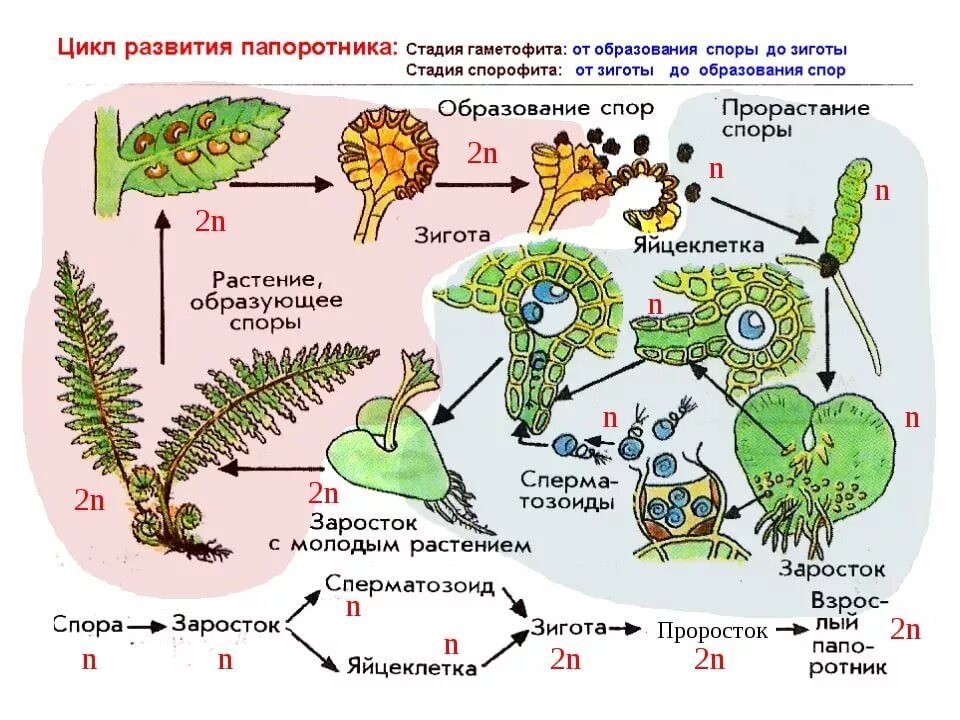 Растений образуется гаметофит заросток. Жизненный цикл папоротника егэ. жизненный цикл папоротника схема. цикл развития у папоротниковообразных. схема цикл развития растений споровых растений.