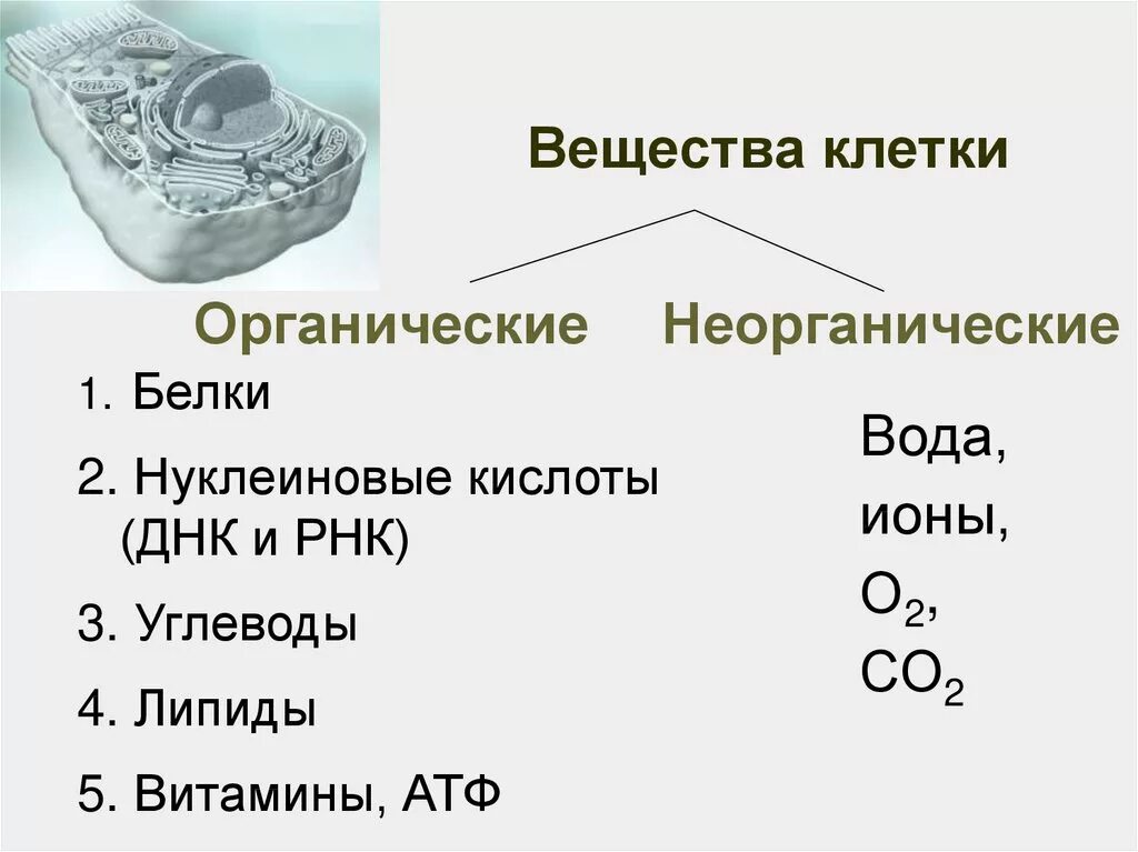 Вещества клетки. Классификация биоорганическихвеществ клетки. Органические вещества клетки. Схема вещества клетки.