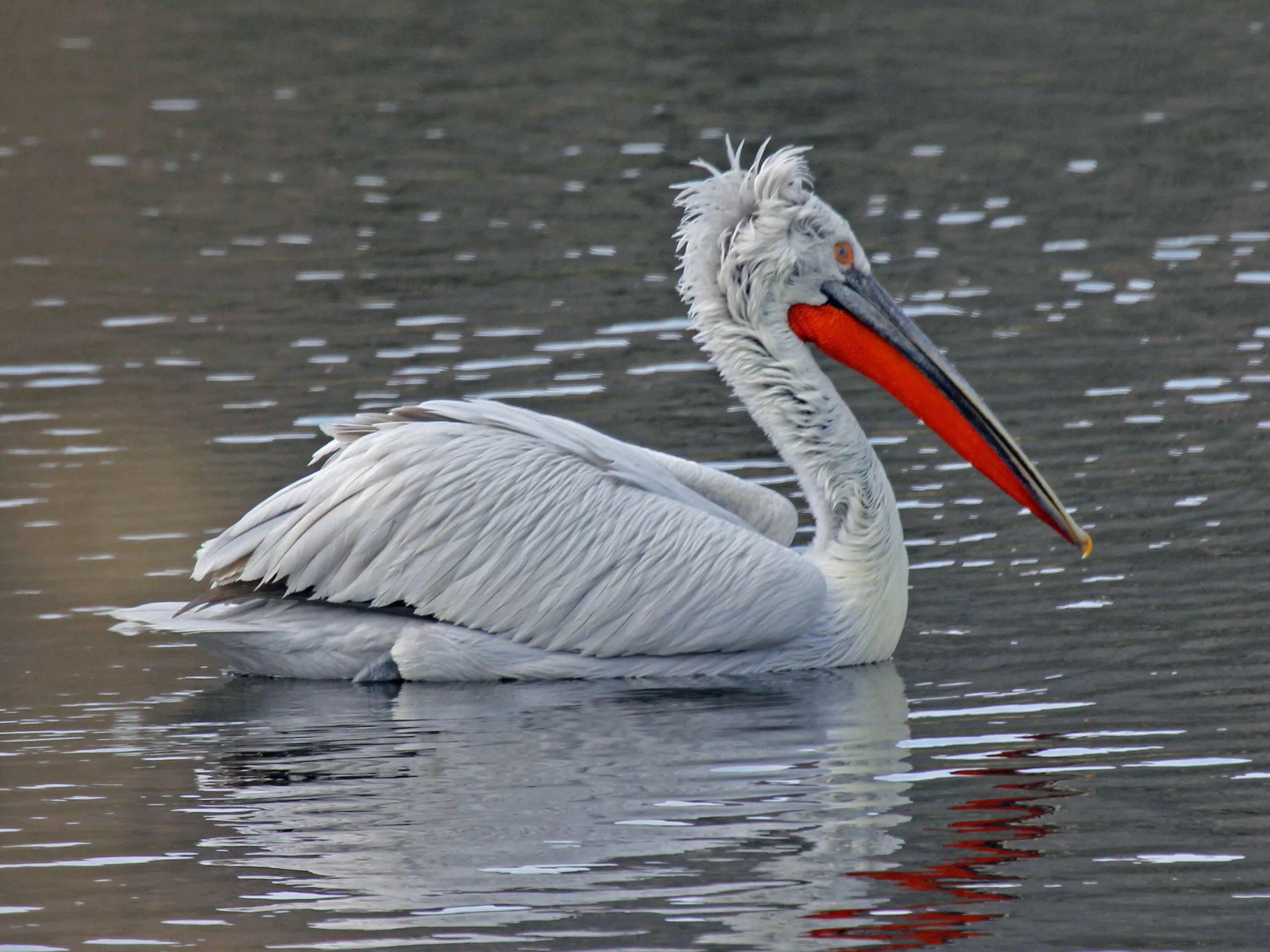 Пелекан. Кудрявый Пеликан (Pelecanus crispus). Кудрявых пеликанов на Маныче. Кудрявый Пеликан – Pelecanus crispus Bruch. Пеликан кудрявый Pelecanus crispus Bruch, 1832.