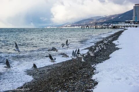 Море сочи декабрь
